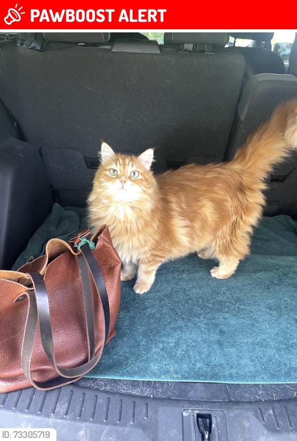 Lost Male Cat last seen Hunter Place, Croton-on-Hudson, NY 10520