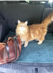 Lost Male Cat last seen Hunter Place, Croton-on-Hudson, NY 10520