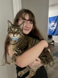 Reunited Male Cat last seen Home goods parking lot, Lutz, FL 33548