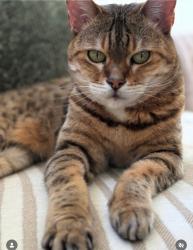 Lost Female Cat last seen Adenac and Cassiar, Vancouver, BC V5K 4Y6