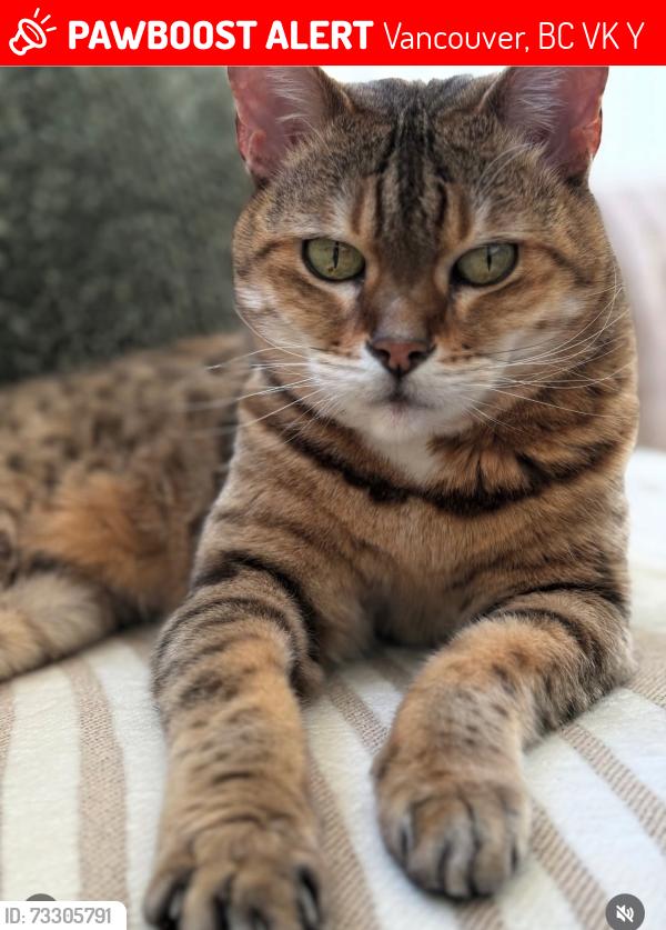 Lost Female Cat last seen Adenac and Cassiar, Vancouver, BC V5K 4Y6