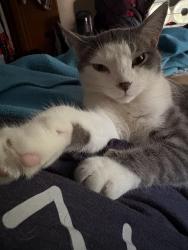 Lost Male Cat last seen 19th and Benjamin St NE, Minneapolis, MN 55418