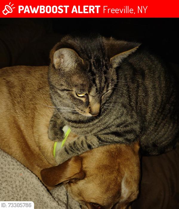 Lost Female Cat last seen Bone Plain Rd, Freeville, Freeville, NY 13068