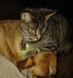 Lost Female Cat last seen Bone Plain Rd, Freeville, Freeville, NY 13068