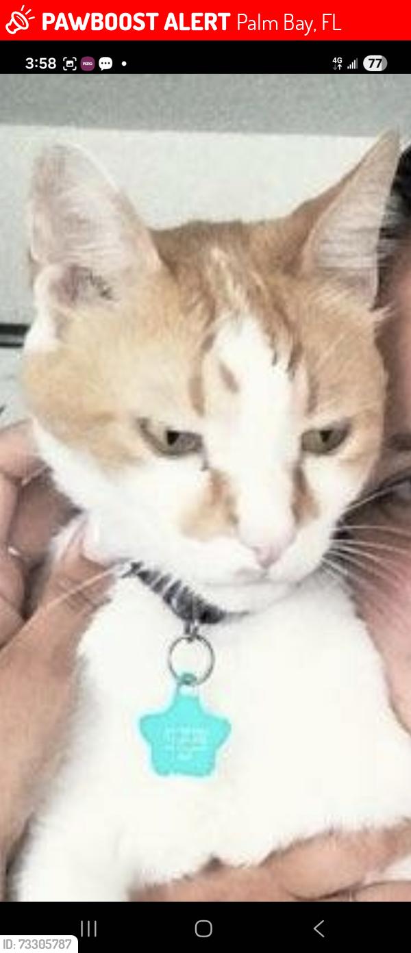 Lost Male Cat last seen Ontario St NW & Americana Blvd 32907, Palm Bay, FL 32907