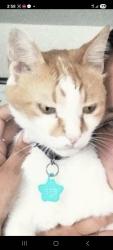 Lost Male Cat last seen Ontario St NW & Americana Blvd 32907, Palm Bay, FL 32907