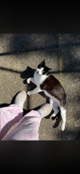 Lost Male Cat last seen Rosevelt, Eugene, OR 97402