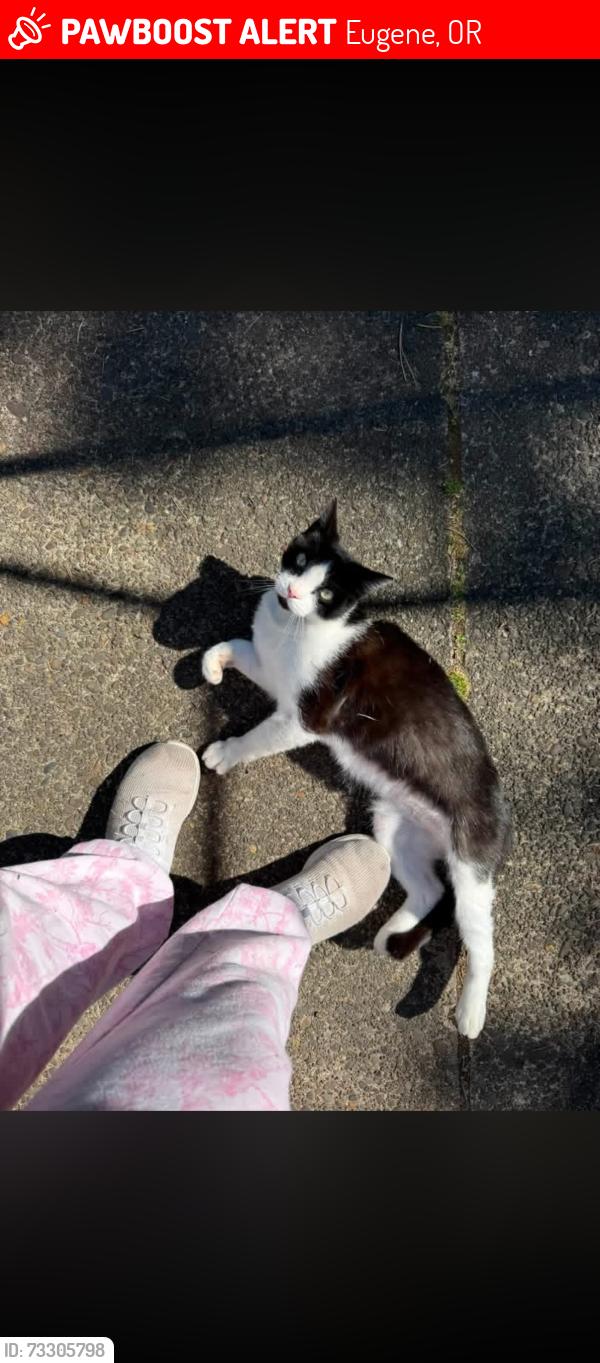 Lost Male Cat last seen Rosevelt, Eugene, OR 97402
