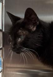 Shelter Stray Unknown Cat last seen Near farmington rd, farmington hills 48334, Farmington Hills, MI, 48334, 1200 N Telegraph Building 42E, Pontiac, MI 48340, USA