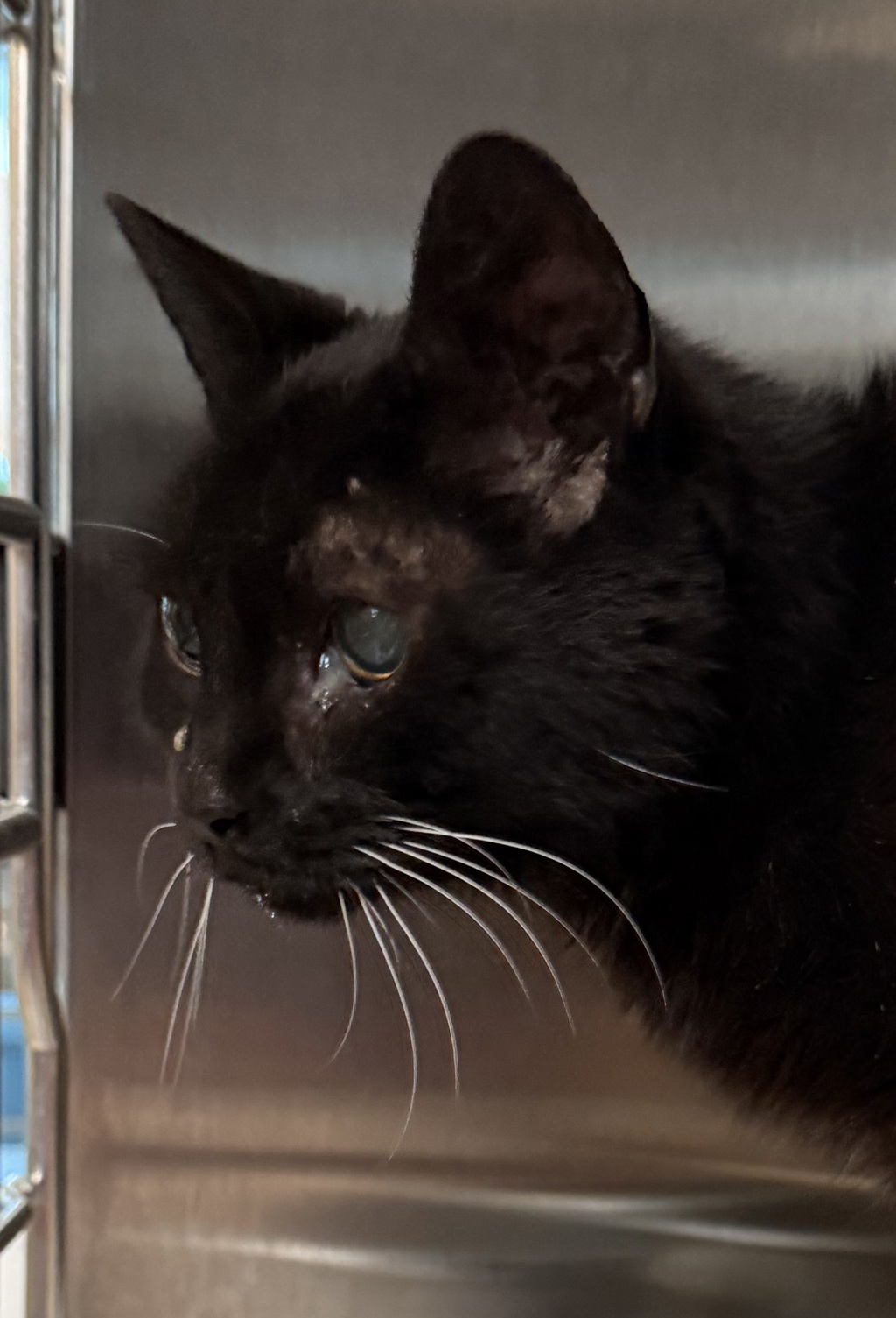 Shelter Stray Unknown Cat last seen Near farmington rd, farmington hills 48334, Farmington Hills, MI, 48334, 1200 N Telegraph Building 42E, Pontiac, MI 48340, USA