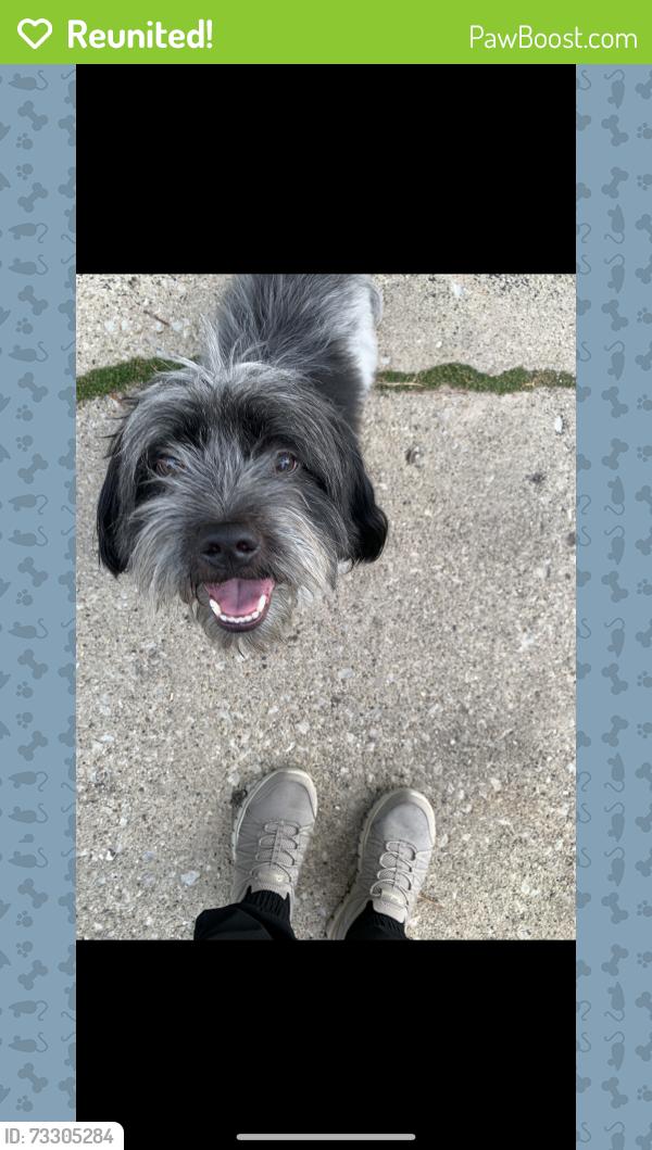 Reunited Unknown Dog last seen 40th st stone park IL, Stone Park, IL 60165