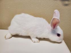 Shelter Stray Male Rabbit last seen fireside Drive, Oceanside, CA, 92057, Oceanside, CA 92058, USA