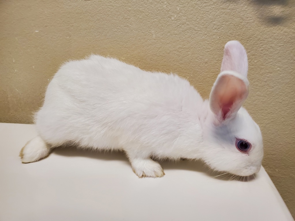 Shelter Stray Male Rabbit last seen fireside Drive, Oceanside, CA, 92057, Oceanside, CA 92058, USA