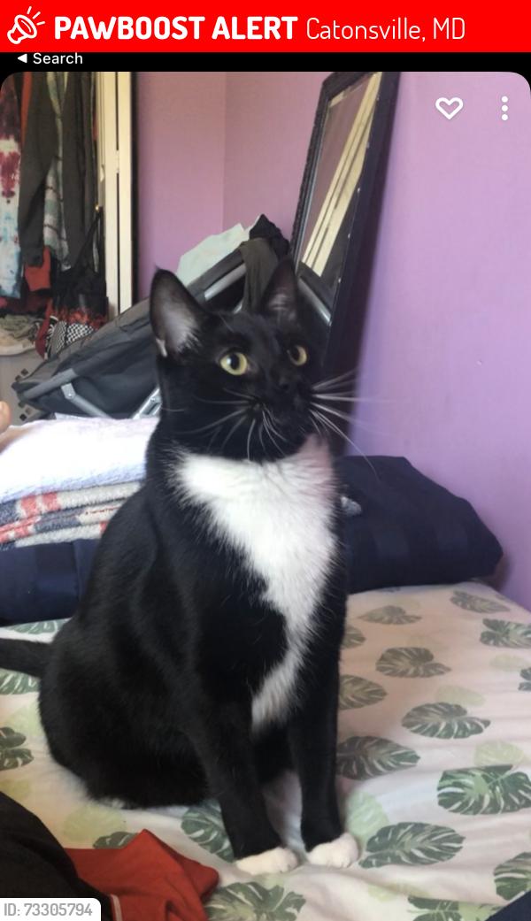 Lost Male Cat last seen Ashton Valley Way, Catonsville, MD 21228
