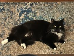 Lost Female Cat last seen Happy Valley Dr, Medford, OR 97501