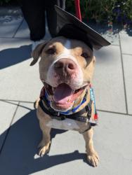 Shelter Stray Male Dog last seen Near Findlay Avenue, BRONX, NY, 10456, 326 E 110th St, New York, NY 10029, USA