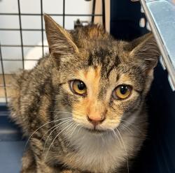 Shelter Stray Female Cat last seen Near Outer Road, San Diego, CA, 92154, 5500 Gaines St, San Diego, CA 92110, USA
