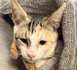 Shelter Stray Female Cat last seen Near Outer Road, San Diego, CA, 92154, 5500 Gaines St, San Diego, CA 92110, USA