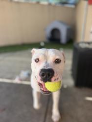 Shelter Stray Male Dog last seen Near Sunswept Street, San Diego, CA, 92114, 5500 Gaines St, San Diego, CA 92110, USA