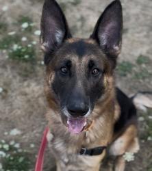 Shelter Stray Male Dog last seen N Columbia Blvd / N Albina Ave, PORTLAND, OR, 97217, 1700 W Historic Columbia River Hwy, Troutdale, OR 97060, USA