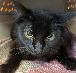 Shelter Stray Female Cat last seen SE 82nd/Flavel, OR, 1700 W Historic Columbia River Hwy, Troutdale, OR 97060, USA