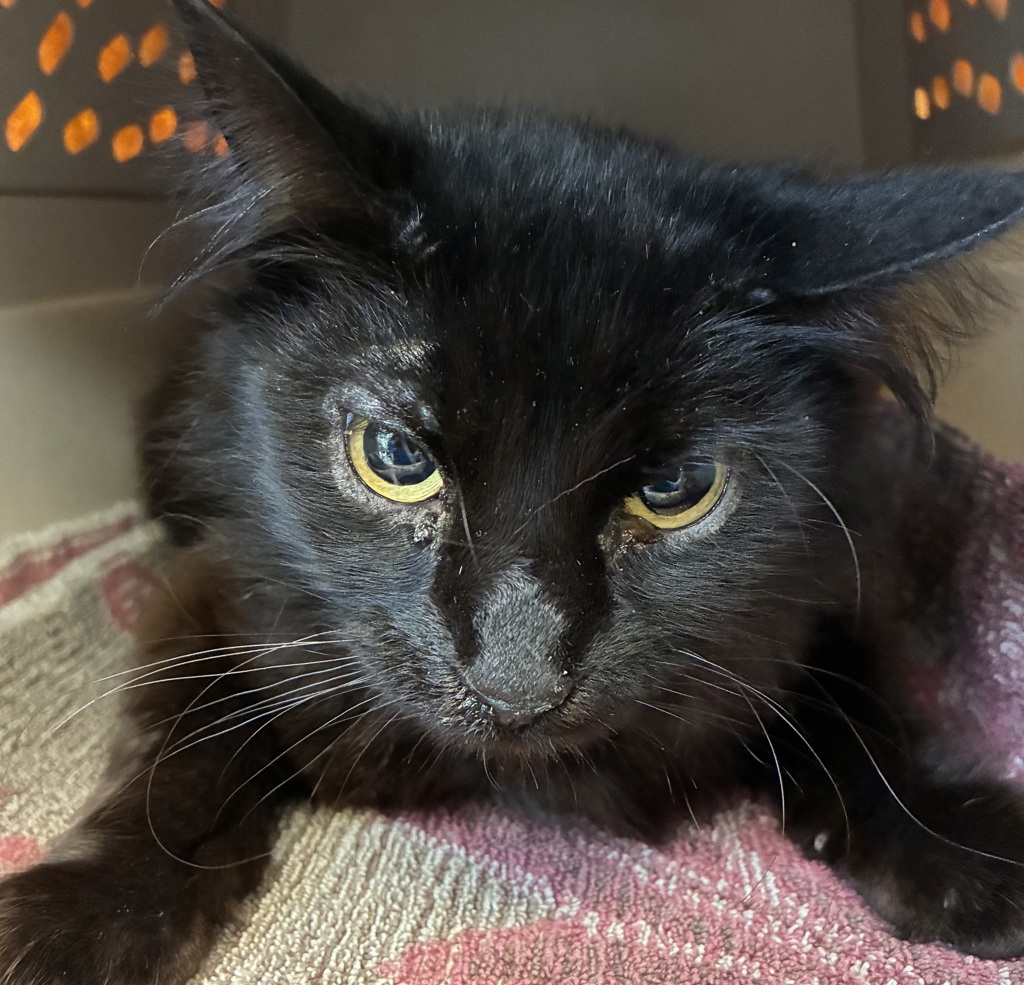 Shelter Stray Female Cat last seen SE 82nd/Flavel, OR, 1700 W Historic Columbia River Hwy, Troutdale, OR 97060, USA
