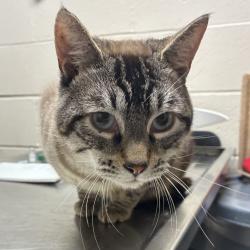 Shelter Stray Male Cat last seen SE 60th Ave &, SE Salmon St, PORTLAND, OR, 97215, 1700 W Historic Columbia River Hwy, Troutdale, OR 97060, USA