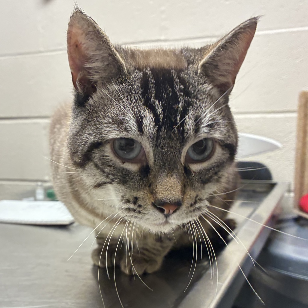 Shelter Stray Male Cat last seen SE 60th Ave &, SE Salmon St, PORTLAND, OR, 97215, 1700 W Historic Columbia River Hwy, Troutdale, OR 97060, USA