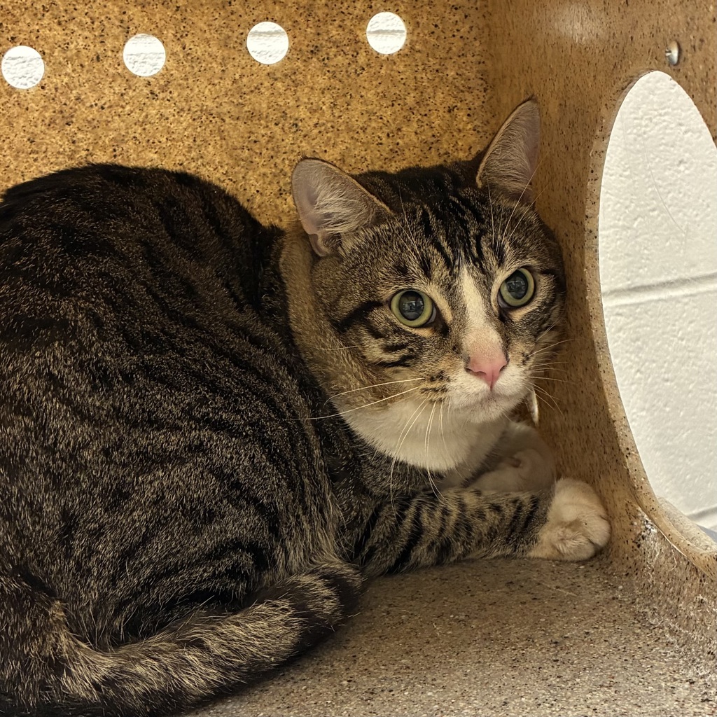 Shelter Stray Male Cat last seen SE 60th Ave &, SE Salmon St, PORTLAND, OR, 97215, 1700 W Historic Columbia River Hwy, Troutdale, OR 97060, USA