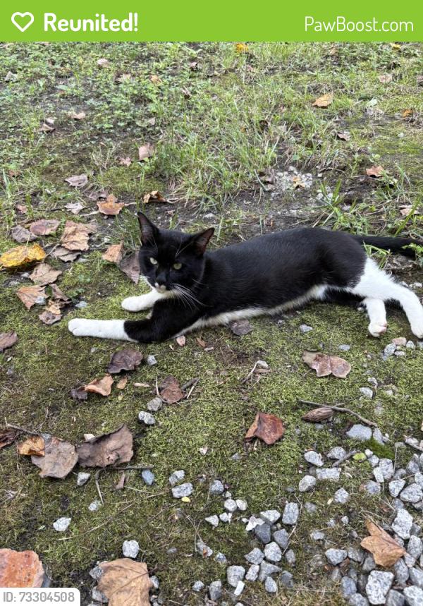 Reunited Male Cat last seen Polenta Rd, North Carolina, USA, Johnston County, NC 27520