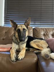 Found/Stray Female Dog last seen N. Cave Creek Rd. in E. Beardsley Rd., Phoenix, AZ 85050