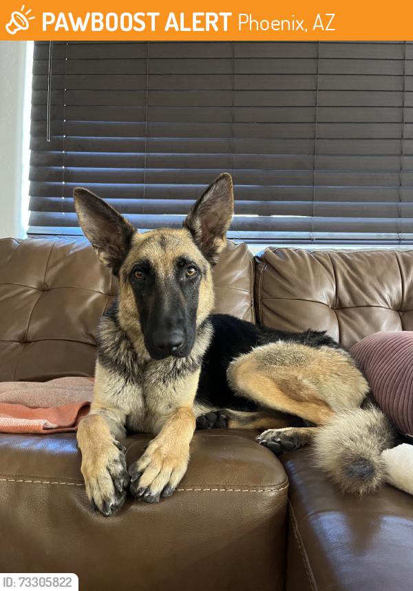 Found/Stray Female Dog last seen N. Cave Creek Rd. in E. Beardsley Rd., Phoenix, AZ 85050