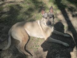 Reunited Female Dog last seen Near Coleridge Drive, Dunn NC, Dunn, NC 28334