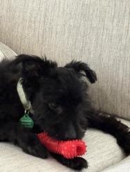 Lost Male Dog last seen 33street/ nayray, Metairie, LA 70001