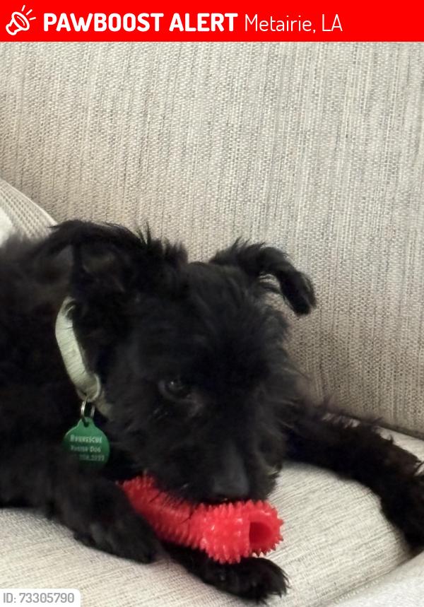 Lost Male Dog last seen 33street/ nayray, Metairie, LA 70001