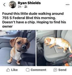 Reunited Male Dog last seen Near S Federal Blvd, Denver, CO 80219