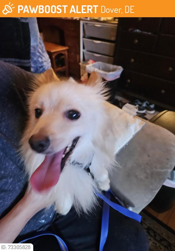 Found/Stray Male Dog last seen Dover Delaware, Dover, DE 19904