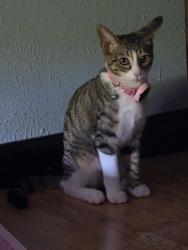 Reunited Female Cat last seen Woodfield rd & Patino rd, Fort Worth, TX 76112