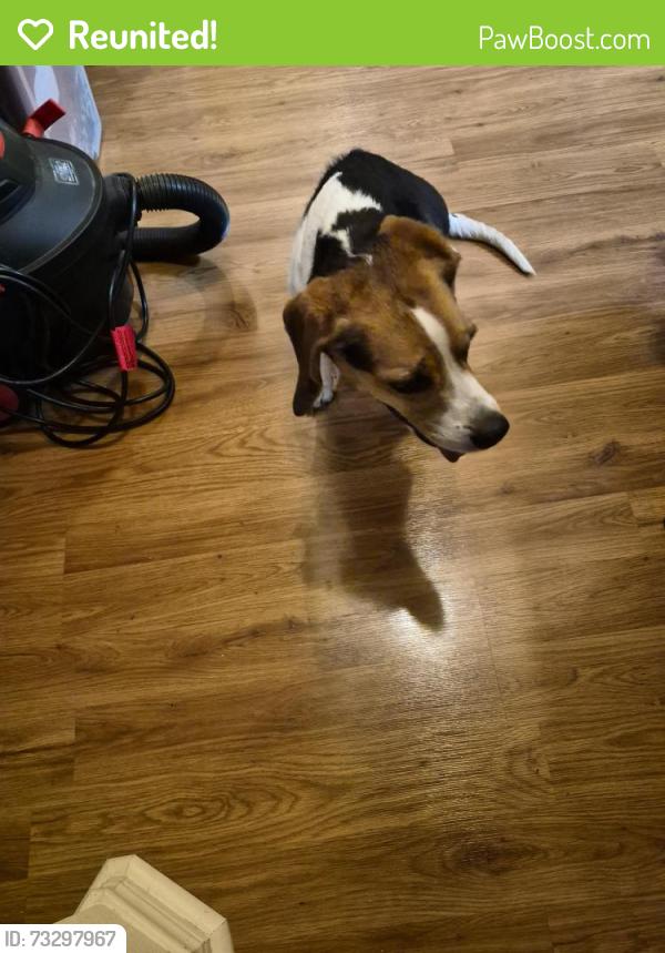 Reunited Male Dog last seen Tower Bridge and Westminister, Pearland, TX 77581