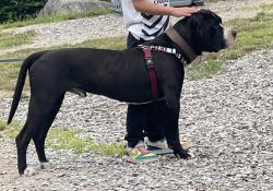 Lost Male Dog last seen Charity hill rd, Elizabethton, TN 37643