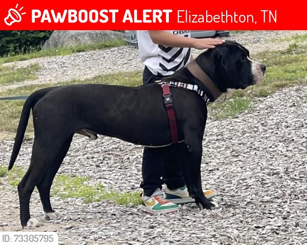 Lost Male Dog last seen Charity hill rd, Elizabethton, TN 37643
