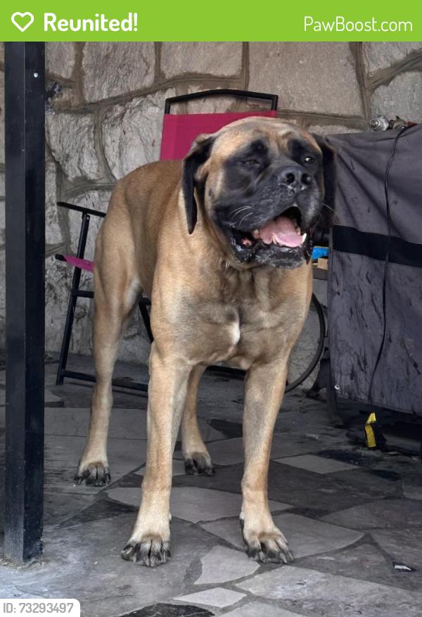 Reunited Male Dog last seen Near Holston dr, Knoxville, TN 37914