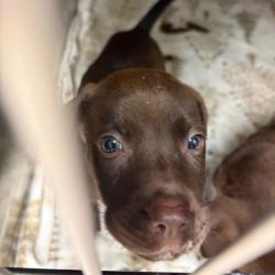 Shelter Stray Female Dog last seen , 141 Canna Ln, Lake Jackson, TX 77566, USA