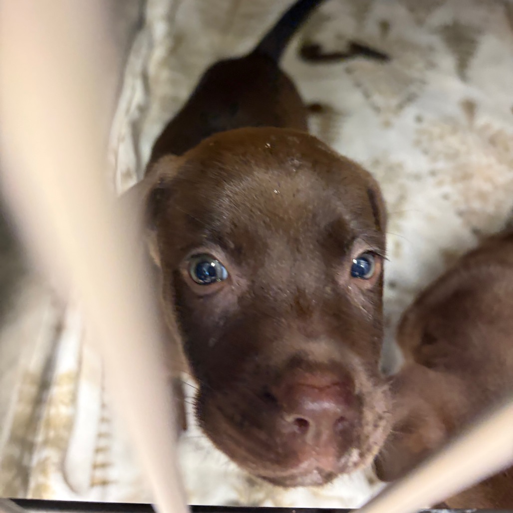 Shelter Stray Female Dog last seen , 141 Canna Ln, Lake Jackson, TX 77566, USA