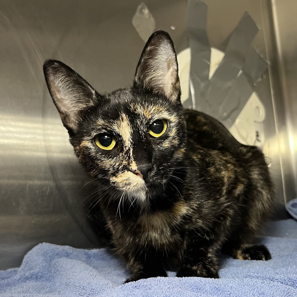 Shelter Stray Female Cat last seen , 4575 E Mesquite Ave, Palm Springs, CA 92264, USA