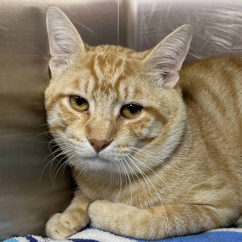 Shelter Stray Male Cat last seen , 4575 E Mesquite Ave, Palm Springs, CA 92264, USA