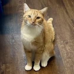 Shelter Stray Female Cat last seen , 8020 Washington St, Port Richey, FL 34668, USA