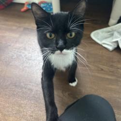 Shelter Stray Male Cat last seen , 8020 Washington St, Port Richey, FL 34668, USA