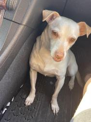 Lost Male Dog last seen Near Corley St, Beaumont, TX 77701