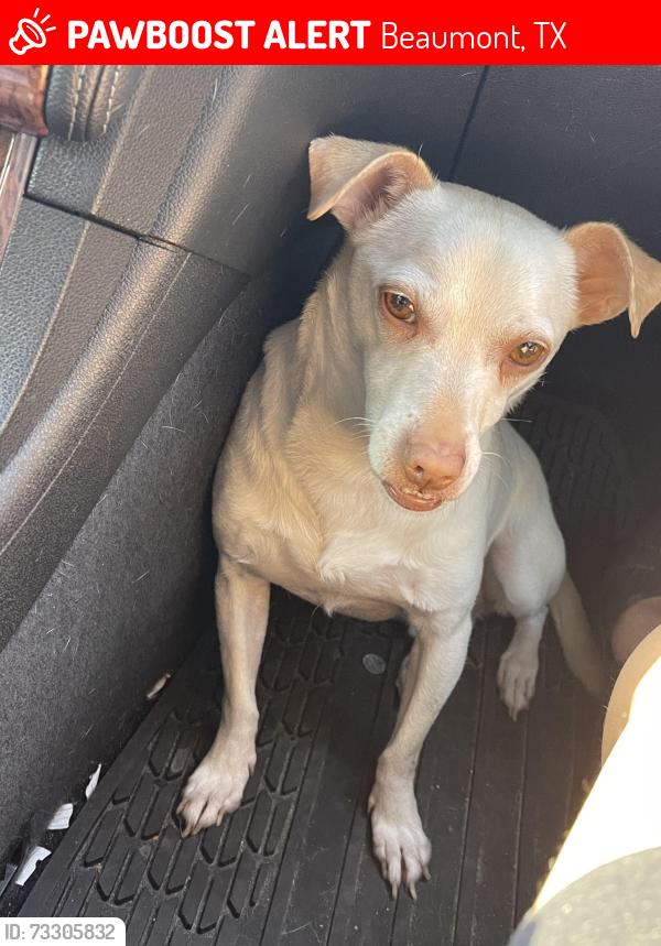 Lost Male Dog last seen Near Corley St, Beaumont, TX 77701